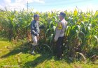Polres Malang Gencarkan Pendampingan Warga untuk Memperkuat Ketahanan Pangan Nasional