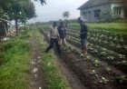 Polres Malang Perkuat Ketahanan Pangan dengan Mendorong Inovasi Pemanfaatan Lahan Produktif