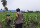 Polres Malang Kawal Ketahanan Pangan, Bhabinkamtibmas Turun Dampingi Petani