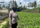 Polres Malang Dorong Lahan Produktif Jadi Penopang Ketahanan Pangan