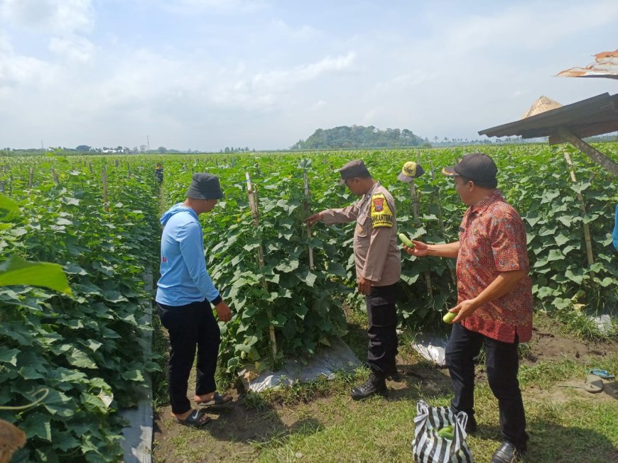 Bhabinkamtibmas Polres Malang Dampingi Warga Rawat Produktivitas Pertanian