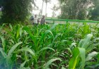 Polres Malang Kawal Ketahanan Pangan, Bhabinkamtibmas Dampingi Petani