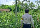 Tak Hanya Jaga Kamtibmas, Polres Malang Ikut Kawal Sektor Pertanian