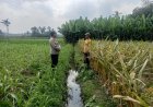 Dari Lahan hingga Hasil Panen, Polres Malang Dukung Ketahanan Pangan Nasional